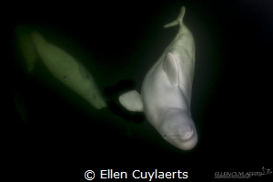 Healthy Curiosity
Belugas in the wild Hudson Bay, Manitoba by Ellen Cuylaerts 